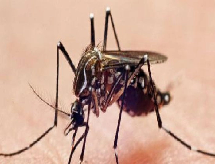 डेंग्यूच्या डासांपासून मुक्त होण्यासाठी घरी Mosquito Spray बनवा