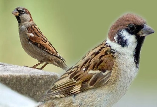 World Sparrow Day 2024 : जागतिक चिमणी दिवस