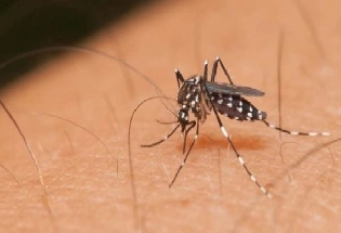 Get Rid of Mosquitoes डासांना पळवून लावतील हे घरगुती उपाय