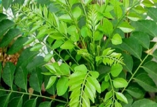 Curry Leaf Plant At Home:  घराच्या या दिशेला कढीपत्त्याचे रोप लावल्यास सुख-समृद्धी येते