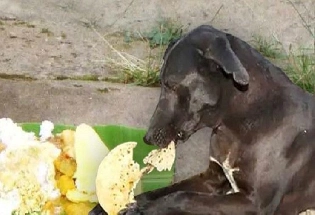 श्राद्धात कुत्र्याला पोळी का खाऊ घालतात?