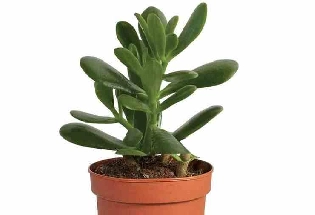 Crassula ovata Plant: मनी प्लांटपेक्षा ही जास्त चांगले आहे हे रोपटे, घरात लावल्यास पैशाचा पाऊस पडेल