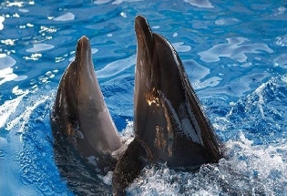 National Dolphin Day: डॉल्फिनबद्दल 5 मनोरंजक गोष्टी जाणून घ्या