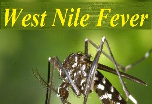 West Nile Fever केरळमध्ये वेस्ट नाईल तापाचा धोका, तीन जिल्ह्यांत अलर्ट, आरोग्य विभागाने जारी केली मार्गदर्शक सूचना