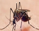 डेंग्यूच्या डासांपासून मुक्त होण्यासाठी घरी Mosquito Spray बनवा