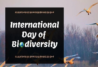 International Day for Biological Diversity:आंतरराष्ट्रीय जैविक विविधतेचा दिवस का साजरा करतात