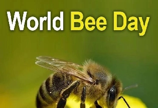 World Bee Day 2024: जागतिक मधमाशी दिवस का साजरा केला जातो? जाणून घ्या महत्त्व