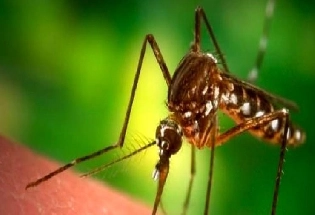 Dengue Prevention Day : डेंग्यूची कारणे, लक्षणे, उपचार आणि प्रतिबंध