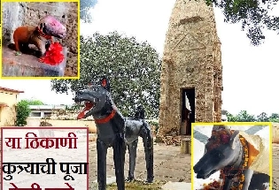 या कुकुरदेव मंदिरात कुत्र्याची पूजा केली जाते, आश्चर्यात टाकणारी माहिती जाणून घ्या