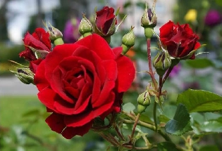 Rose Day गुलाब फक्त प्रेमाचे प्रतीक नाही तर उत्तम आरोग्यासाठी महत्त्वाचे